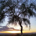 Lark Spa Mobile Home & RV Park