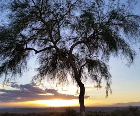 Lark Spa Mobile Home & RV Park