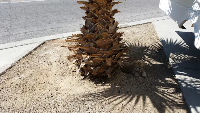 Arizona Charlie's Boulder RV Park Picture 6