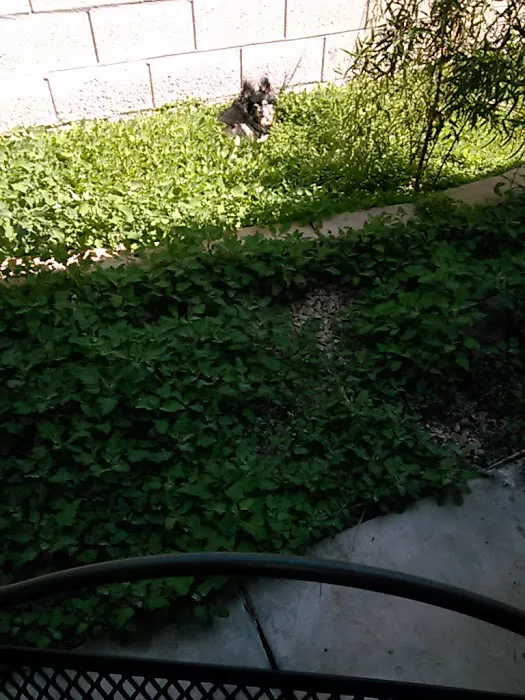 Desert Inn Mobile Estates 3 Picture 8