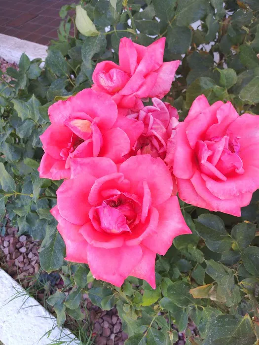 Shadow Mountain Picture 1