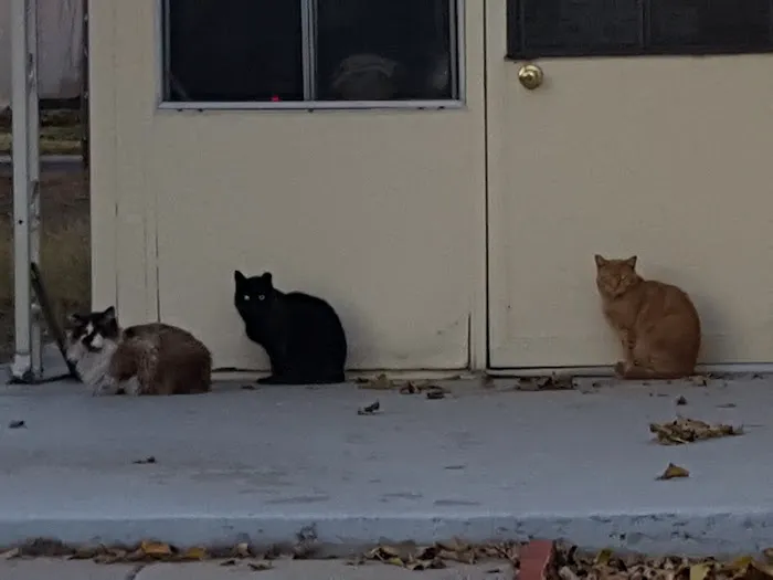 Palm Grove mobile park Picture 9