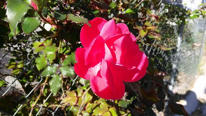 Pecos Park Coach Club Picture 6