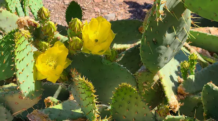 Lake Mead RV Village Picture 4