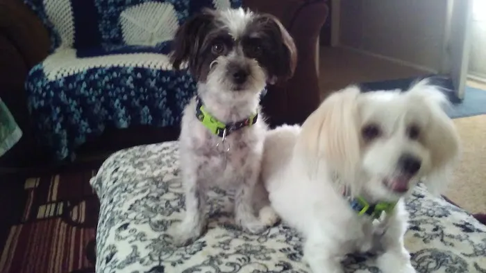 Silverado Mobile Homes Picture 6