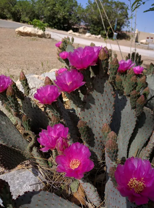 Desert Eagle RV Park on Nellis AFB Picture 9