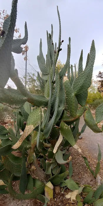 Desert Eagle RV Park on Nellis AFB Picture 8