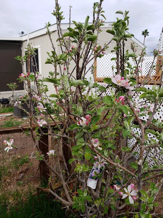 Capri Mobile Park Picture 8