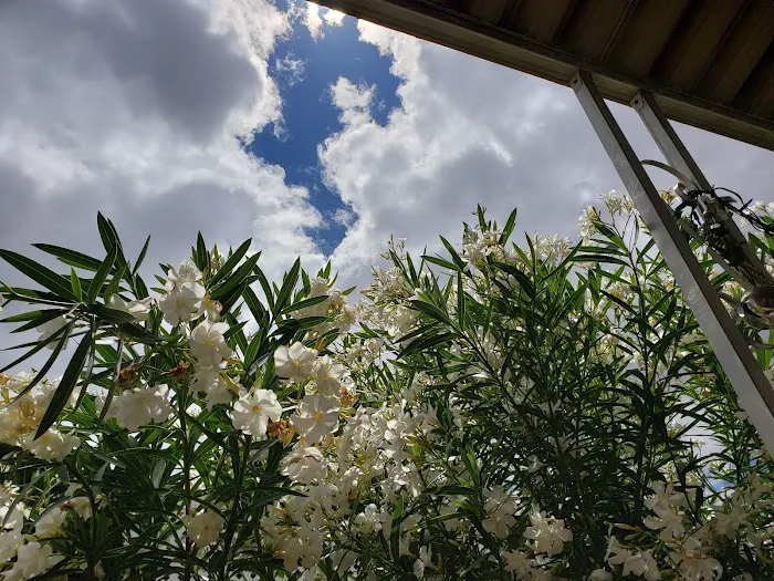 Capri Mobile Park Picture 5