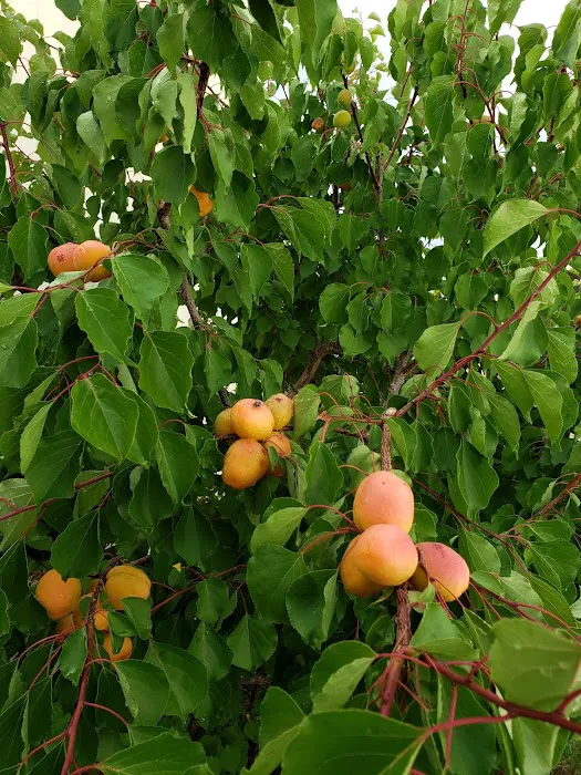 Capri Mobile Park Picture 10