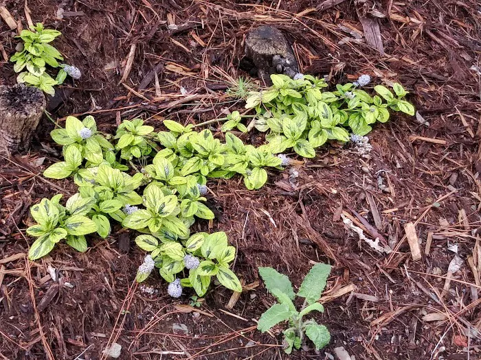 Timber Cove Picture 10