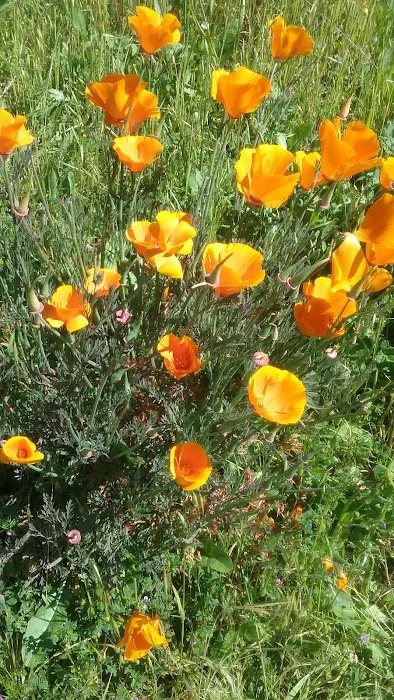 Timber Cove Picture 6