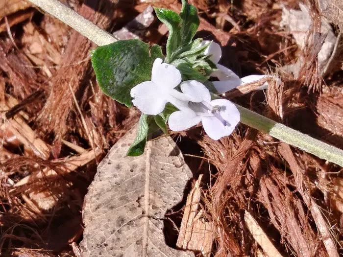 Timber Cove Picture 8