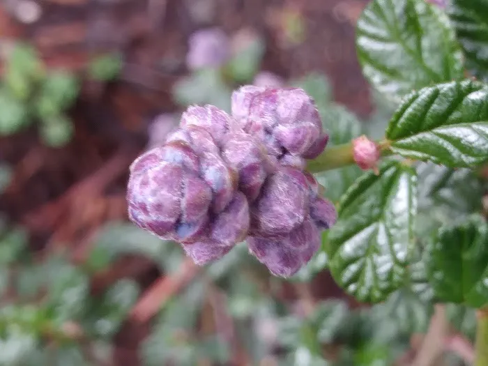 Timber Cove Picture 7