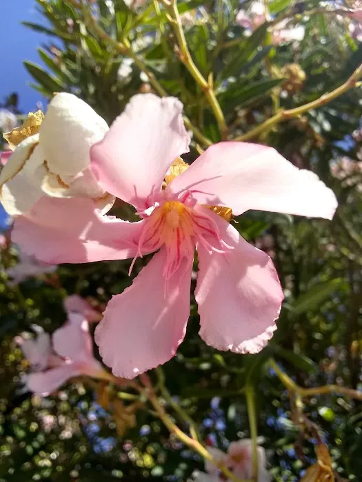 Paseo de Palomas Picture 6