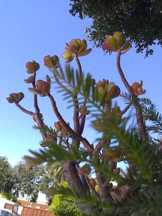 Paseo de Palomas Picture 5