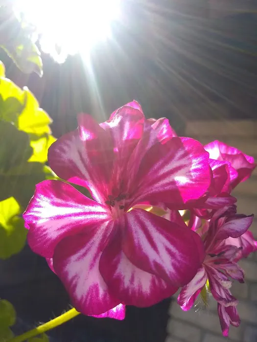 Paseo de Palomas Picture 4