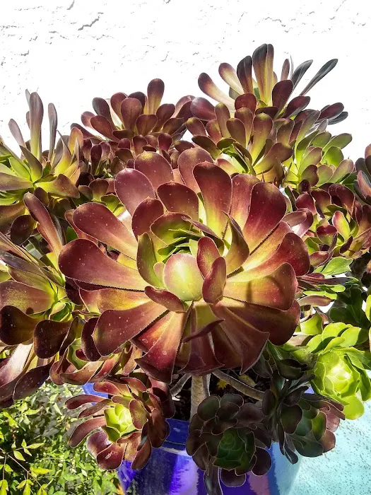 Paseo de Palomas Picture 8