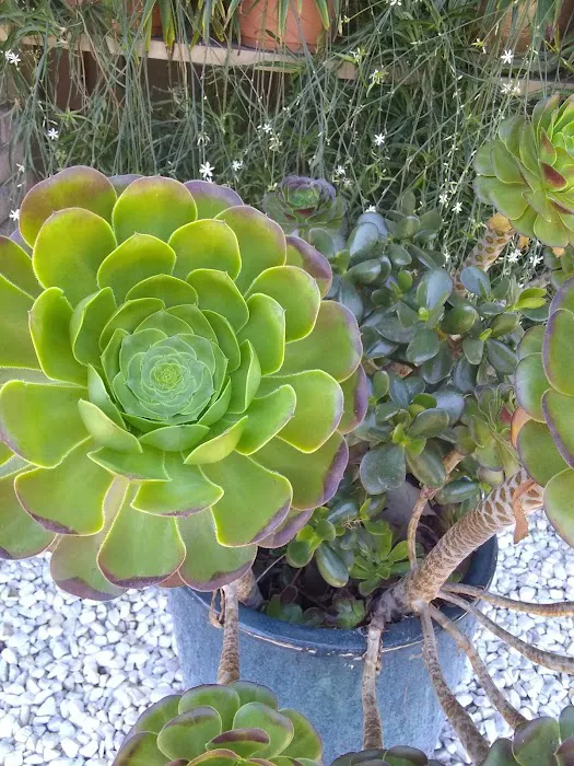 Paseo de Palomas Picture 10