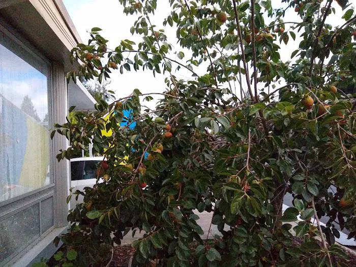 Paseo de Palomas Picture 1