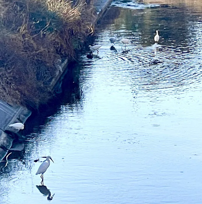 Mountain Springs Mobile Home Park Picture 6