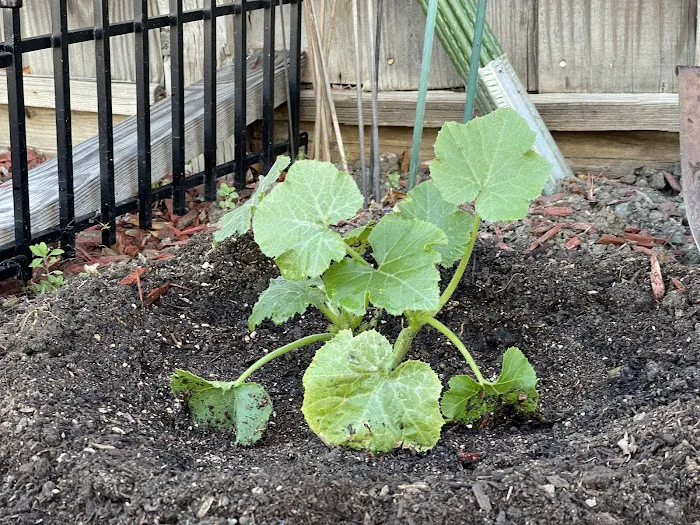 Mountain Springs Mobile Home Park Picture 8