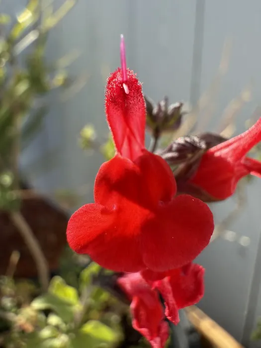 Mountain Springs Mobile Home Park Picture 3