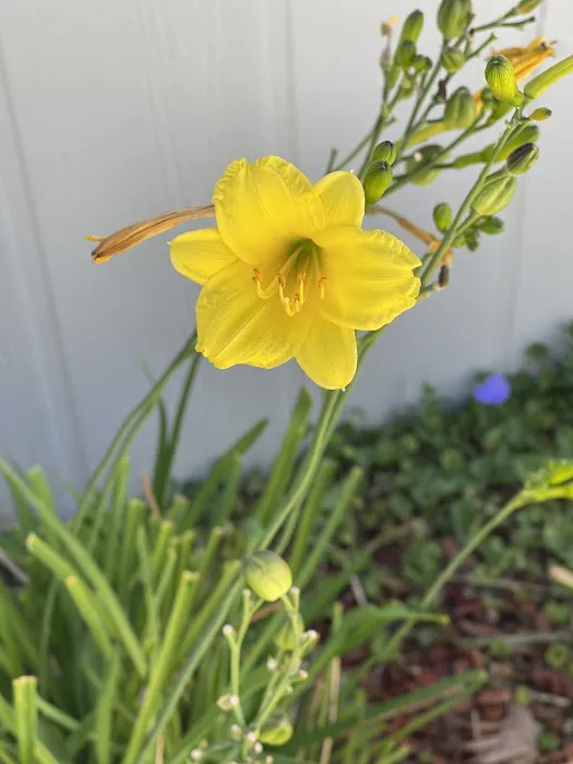 Mountain Springs Mobile Home Park Picture 5