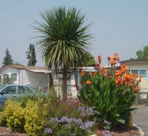 Foothills Mobile Home Park Picture 2