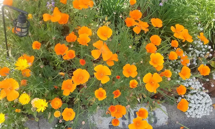 Moss Creek Picture 6