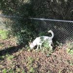 Pinto Lake Mobile Estates