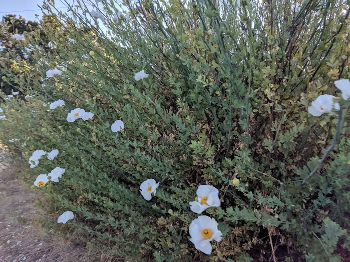 Sahara Mobile Village Picture 9