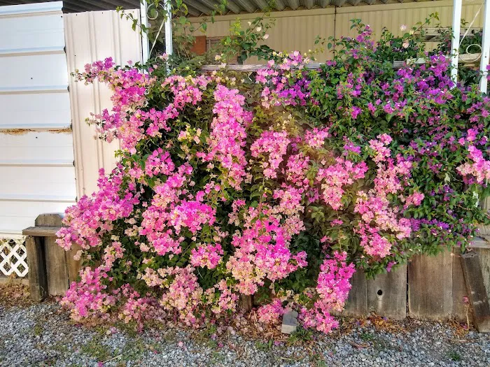 Mission Oaks Mobile Home Park Picture 3