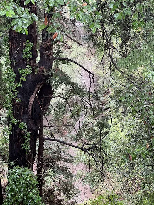 Aptos Knoll Mobilehome Park Picture 2