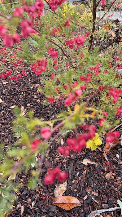 Aptos Knoll Mobilehome Park Picture 7