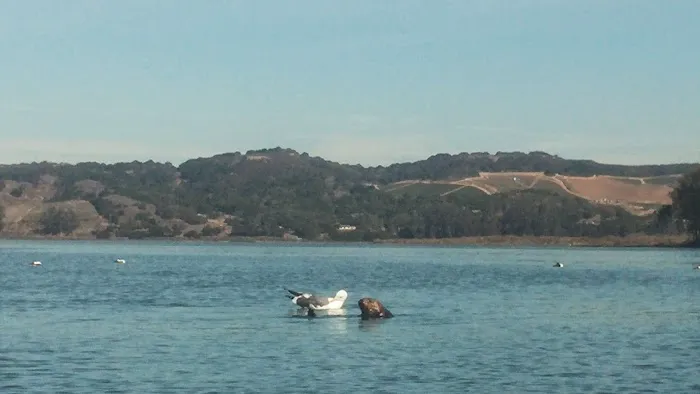 Moss Landing Park Picture 9