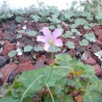 Cliffwood Estates Inc