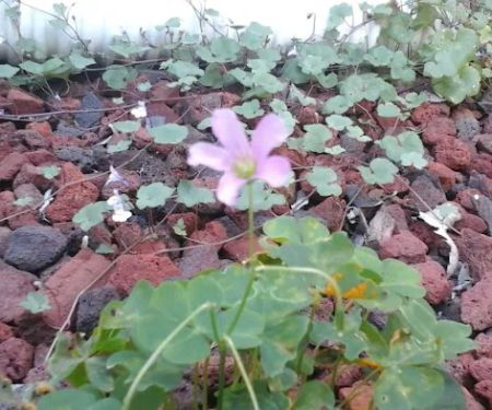 Cliffwood Estates Inc