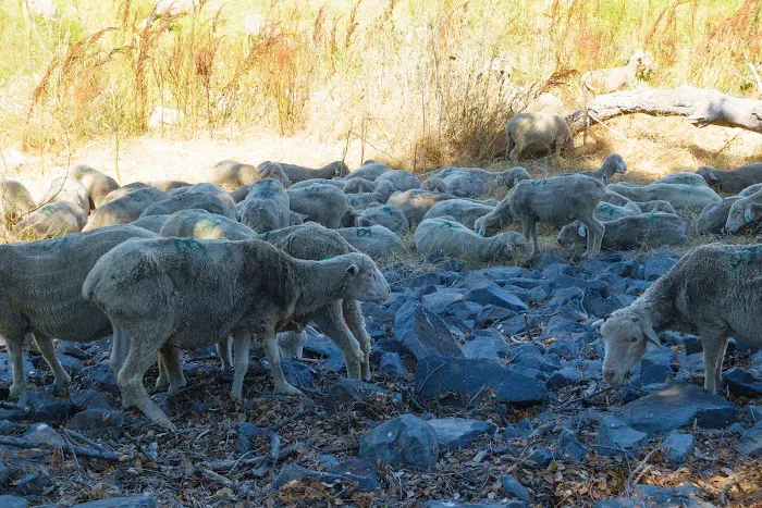 Besaro Mobile Home Community Picture 2