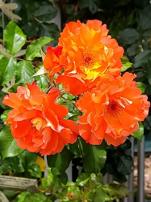 Besaro Mobile Home Community Picture 6