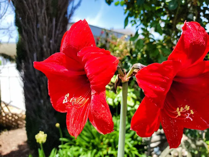 Besaro Mobile Home Community Picture 10