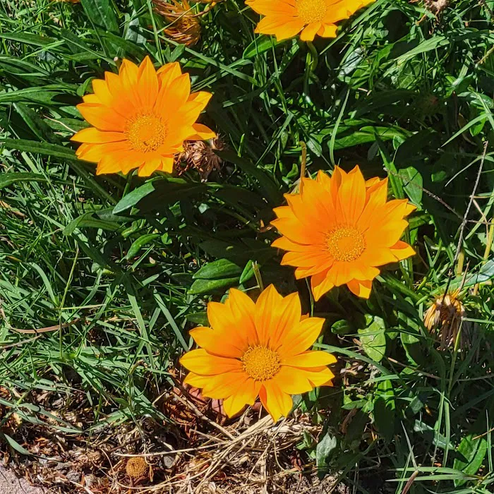 Besaro Mobile Home Community Picture 8