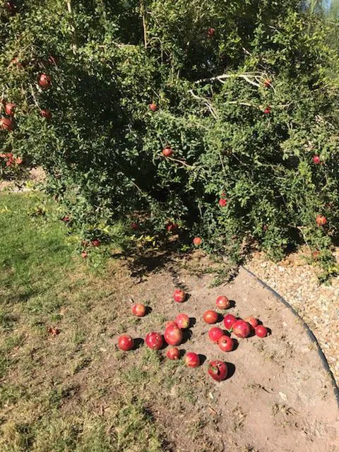 Fairview Mobile Manor Picture 2