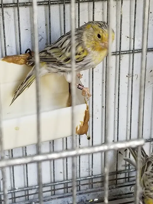 Blue & Gold Star Mobile Home Picture 2