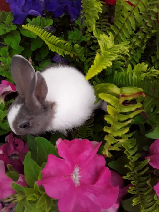 Blue & Gold Star Mobile Home Picture 4