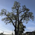 Fairview Trailer Park