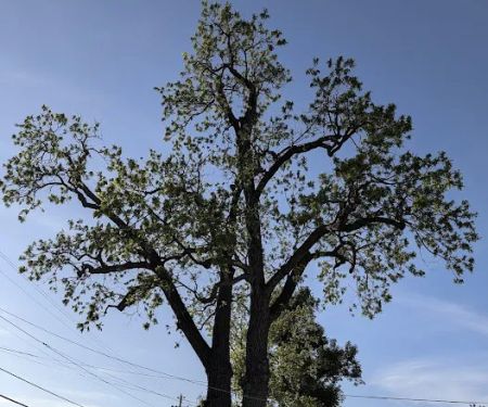 Fairview Trailer Park