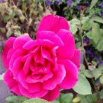 Rancho Salinas Mobile Park