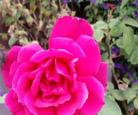 Rancho Salinas Mobile Park