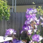 Cypress Square Mobile Home Park